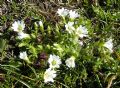 Cerastium thomasii